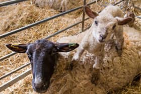 Mead Open Farm is up for a national award.