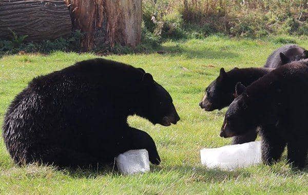 North American Black Bears playing with ice lollies 