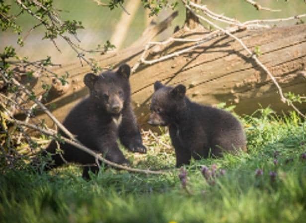The black bear cubs which were born in January have made their pubic debut