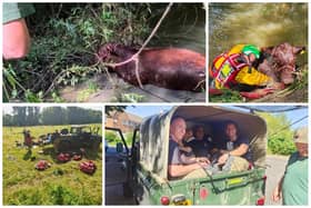 The cow was rescued by a team of 14 people