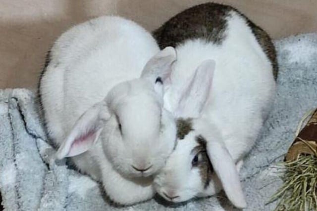 Snowy (left) and Space (right) are bonded female rabbits who are looking for a home together
