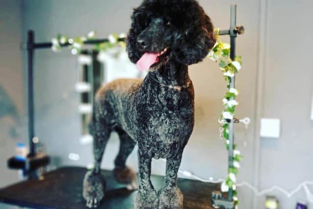 Pawfection Doggy Spa. Image: Katie Brown.