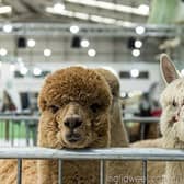 Come face to face with these incredible animals at the alpaca fiesta
