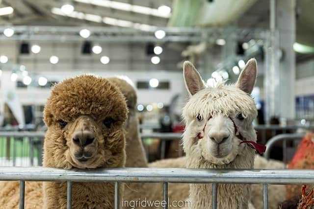 Come face to face with these incredible animals at the alpaca fiesta