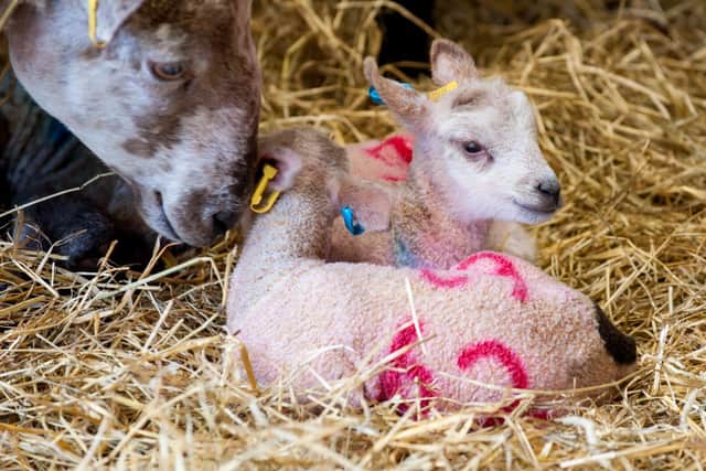You'll see new born lambs at Mead Open Farm