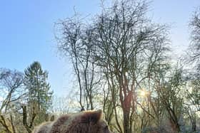 Brown bear, Naya, looks around her paddock after waking up from her weeks-long sleep. Picture: ZSL
