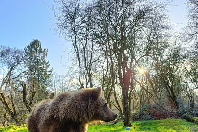 Brown bear, Naya, looks around her paddock after waking up from her weeks-long sleep. Picture: ZSL