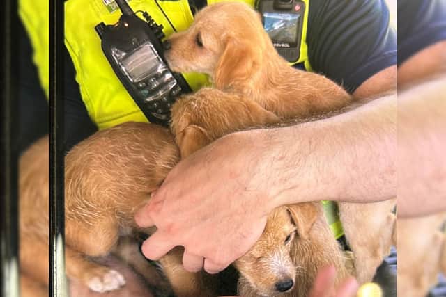 Three puppies were seized and rehomed due to welfare concerns