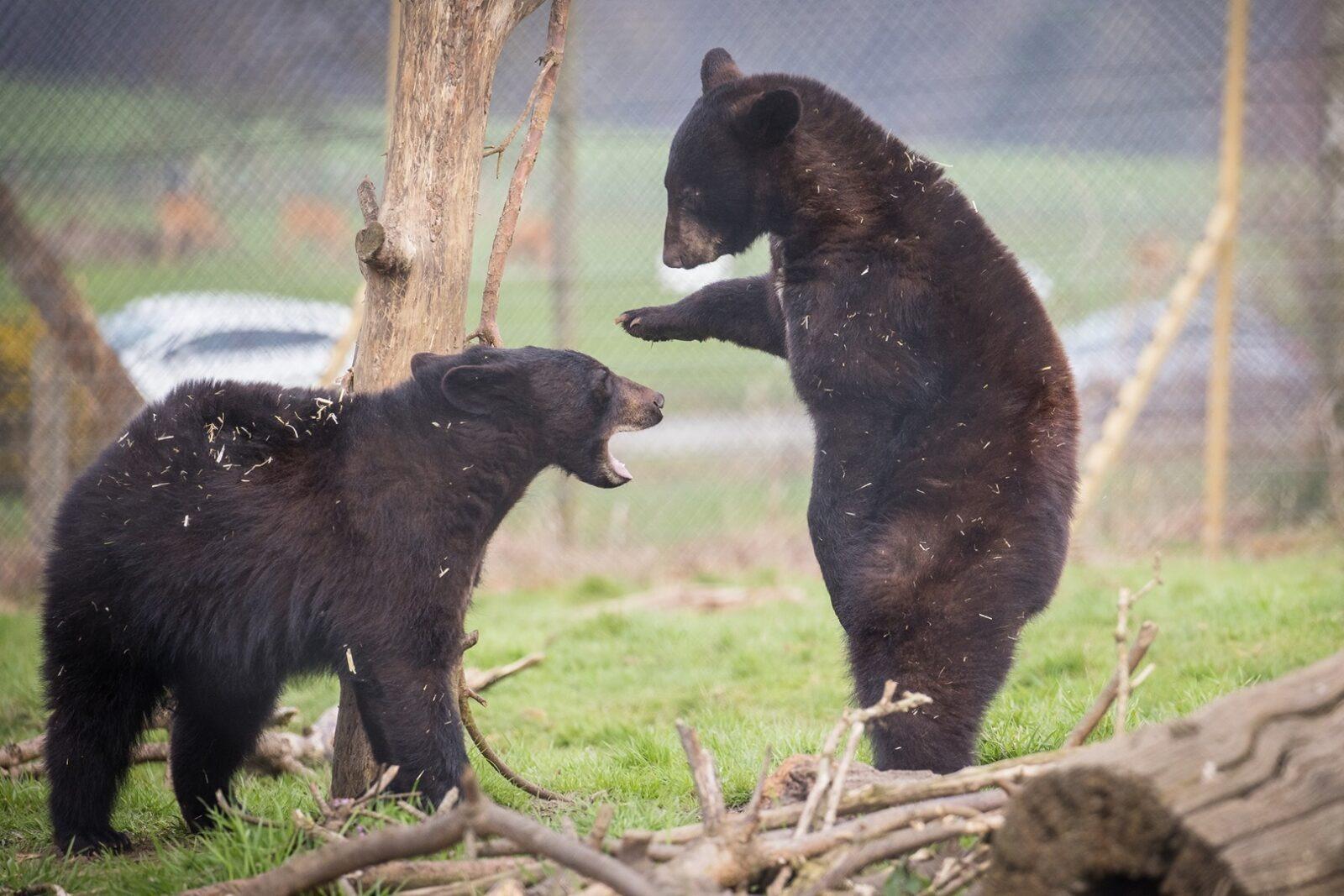 Bear cubs at Woburn Safari Park more than double in size after growth spurt