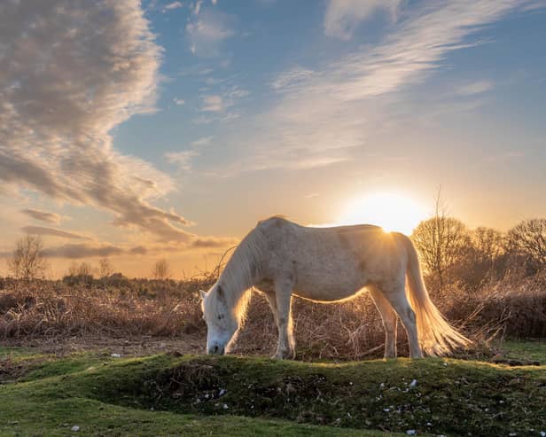 New Forest ponies are a delight for visitors. Credit: Bramble Beach Photography