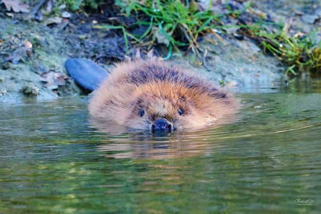 One of the beavers settling in to their new home. Picture: Chiew Loo