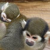 A Guianan squirrel monkey baby is carried by its parent. Image: Woburn Safari Park.