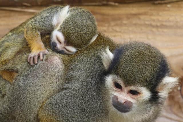 A Guianan squirrel monkey baby is carried by its parent. Image: Woburn Safari Park.