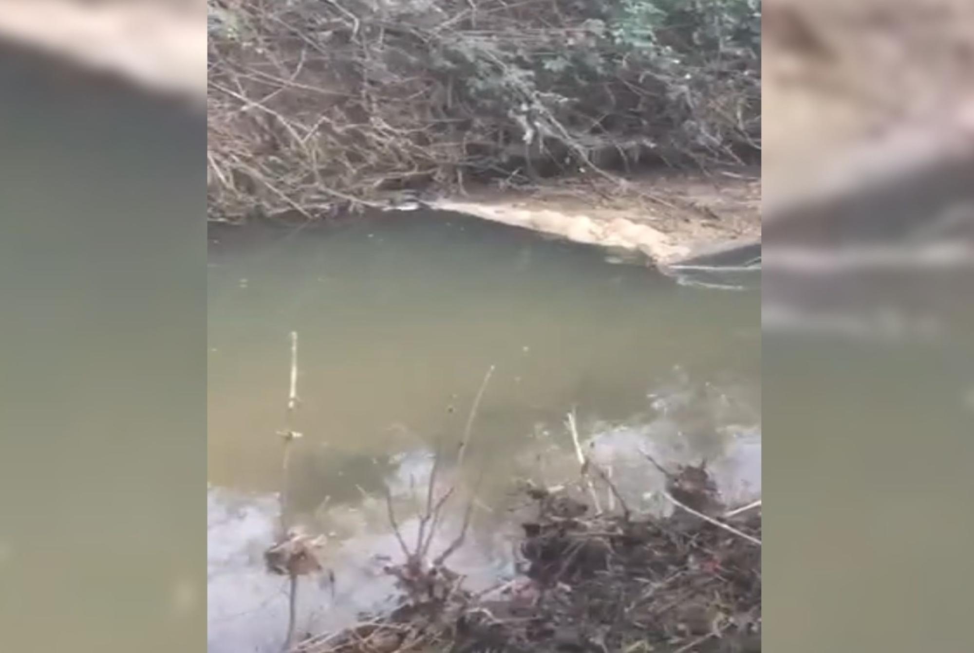Anglian Water refutes 'horrified' Leighton Buzzard dog walker's claims that he spotted raw sewage in brook - Vimarsana News
