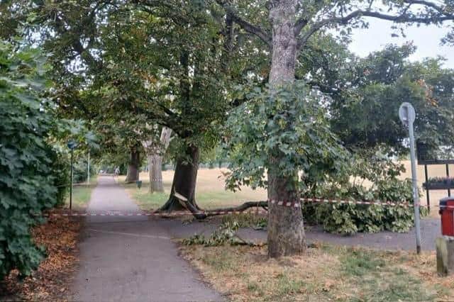 The fallen limb. Image: Leighton-Linslade Town Council.