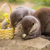 Father and daughter duo Kuvo and Meeko, the Asian short-clawed otters, enjoyed a feast of cooked quails eggs collected from a local supplier.