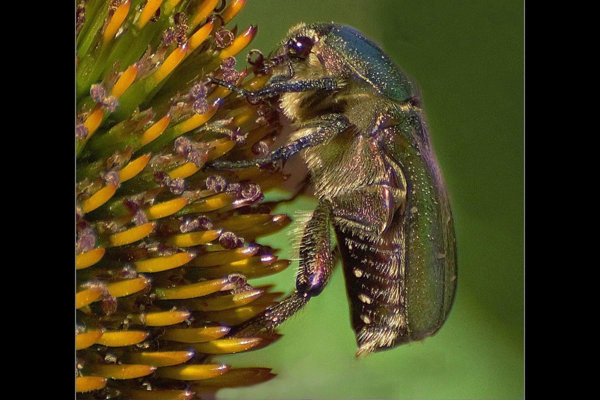 Competition Bug Photographic competition