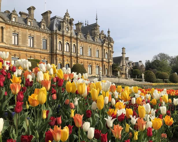 Tulips on Parterre 2022 (c) Waddesdon, A Rothschild House & Gardens. (Photo by Elspeth Osman-Allu)