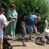 Families enjoy feeding the swans and cygnets. Pic: Tony margiocchi