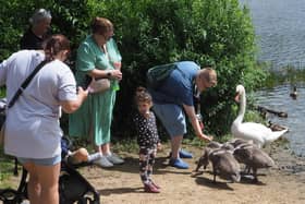 Families enjoy feeding the swans and cygnets. Pic: Tony margiocchi