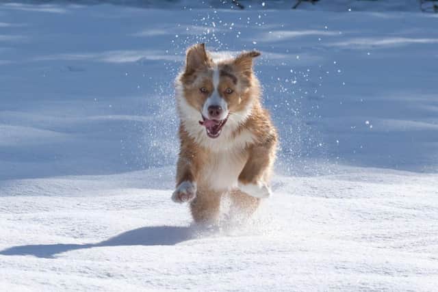 Keep your dog on its lead in order to protect and prevent them from falling and hurting themselves in snow. 
