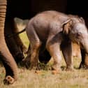 The baby elephant at Whipsnade - Photo credit ZSL