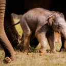 The baby elephant at Whipsnade - Photo credit ZSL