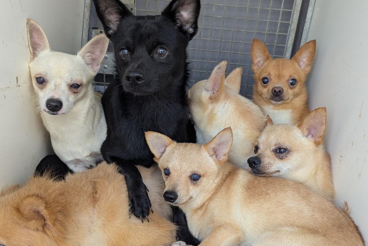 'There were puppies in boxes and drawers' 80 dogs rescued from a single ...