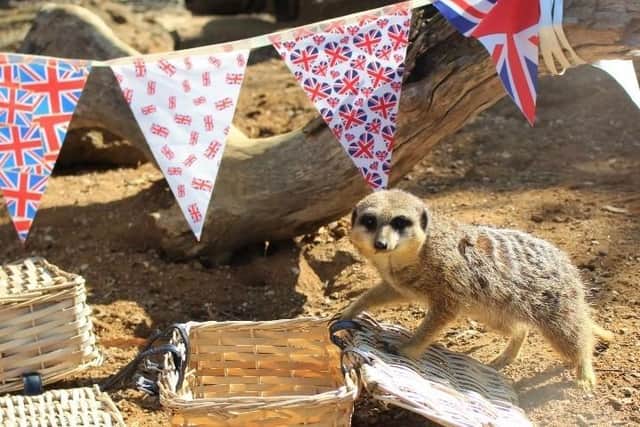 Meerkats at ZSL Whipsnade are getting into the jubilee fever