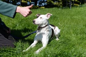 Lola, a deaf dog at Appledown kennels, Eaton Bray. (Picture: Jane Russell)
