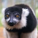 Ghost the black-and-white ruffled lemur