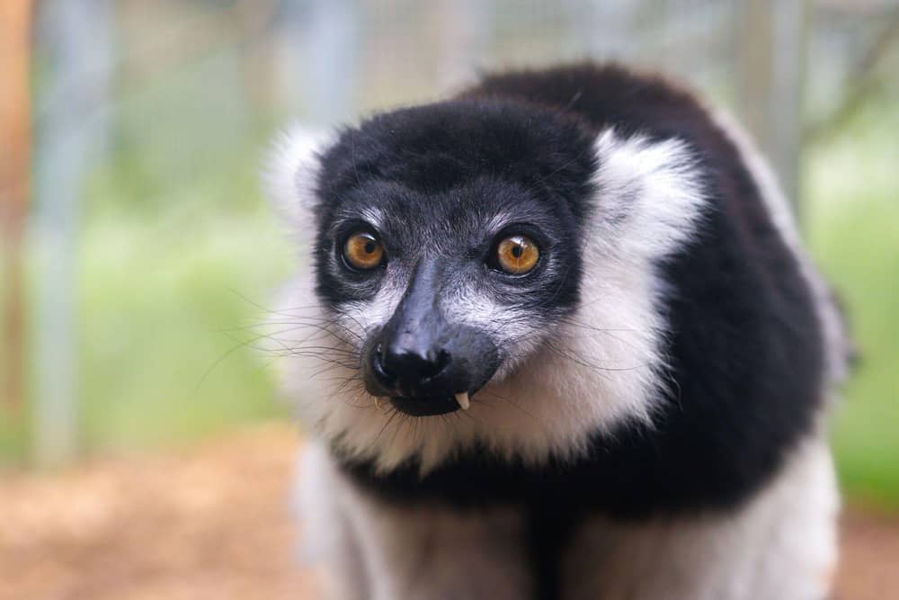 Ghost the black-and-white ruffled lemur