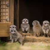 Five meerkat pups born at Woburn stand at the house entrance 