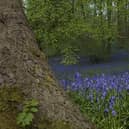 Part of the woods, known as Bluebell Wood, is a county wildlife site