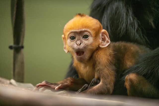 Baby francois langur at Whipsnade Zoo. Picture: Whipsnade Zoo