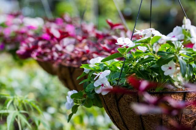 Pretty hanging baskets can fill any home with colour and interest. (Picture: Shutterstock)