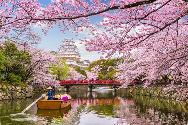 The National Trust want to mimic Japanese Hanami (Photo: Shutterstock)