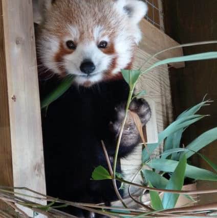 Miranda tucks into some bamboo