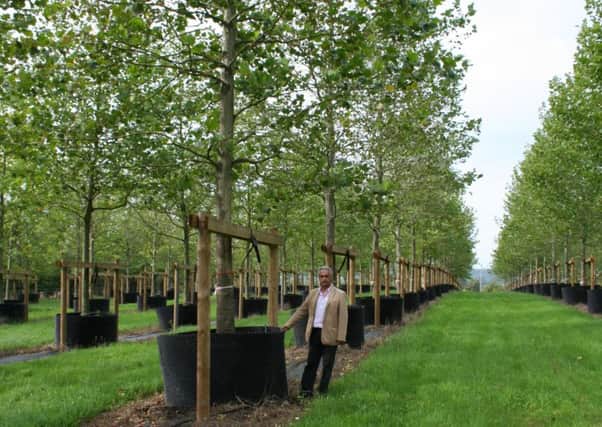 This is a tree nursery that grew trees for the Olympic Park