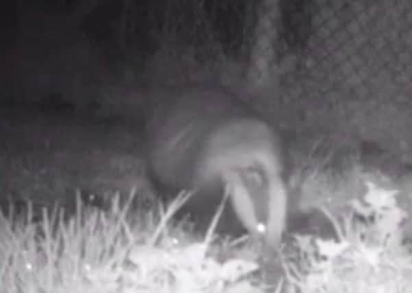 Badger captured on trail camera at night