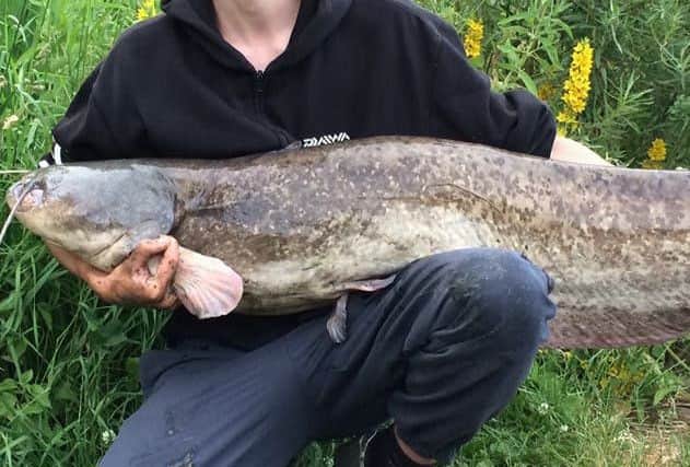 A 56lb catfish caught last year. In 2017 one of over 96lbs was caught at Tiddenfoot