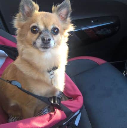 Sadie in her car seat.