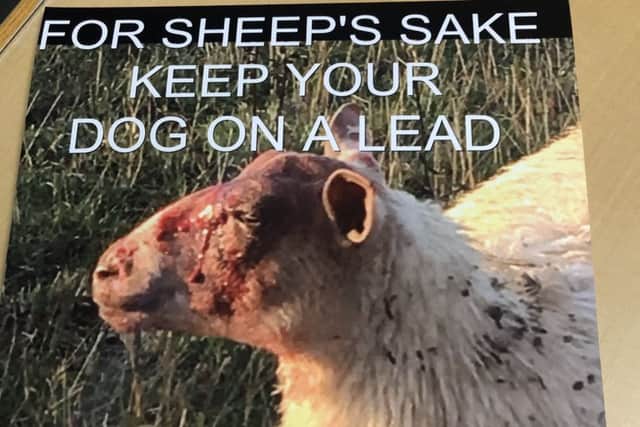 Vanessa Newbegin's poster showing an earlier sheep attack