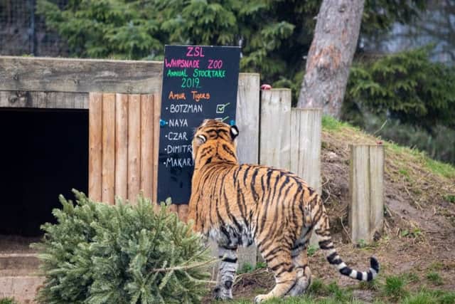 Male Amur tiger Botzman makes sure he's accounted for in the Whipsnade stocktake. Photo by ZSL Whipsnade Zoo. 2019.
