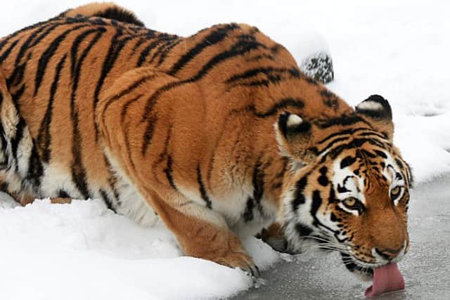 Amur tiger playing in the snow. Photo by ZSL Whipsnade Zoo