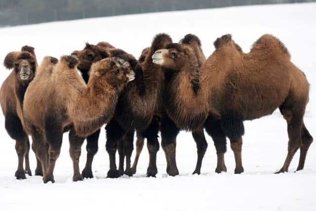 Camels in the snow. Photo by ZSL Whipsnade Zoo