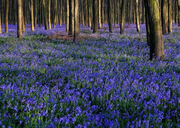 Bluebells in the woods at Angmering, by Mike Constable