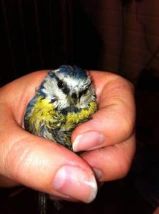 Blue tit found in an oven