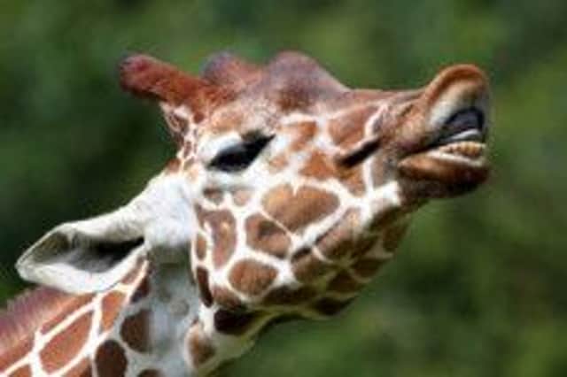Whipsnade Zoo giraffe
