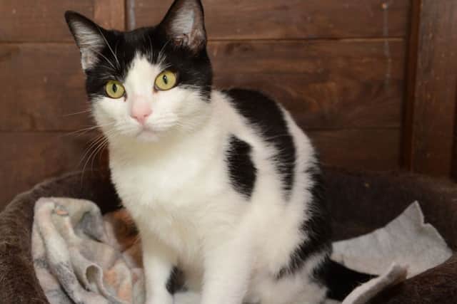 L13-826 Feline Cat rescue in Flitwick, two lots of kittens need homes.
Bev Creagh
JR 28
9.7.13